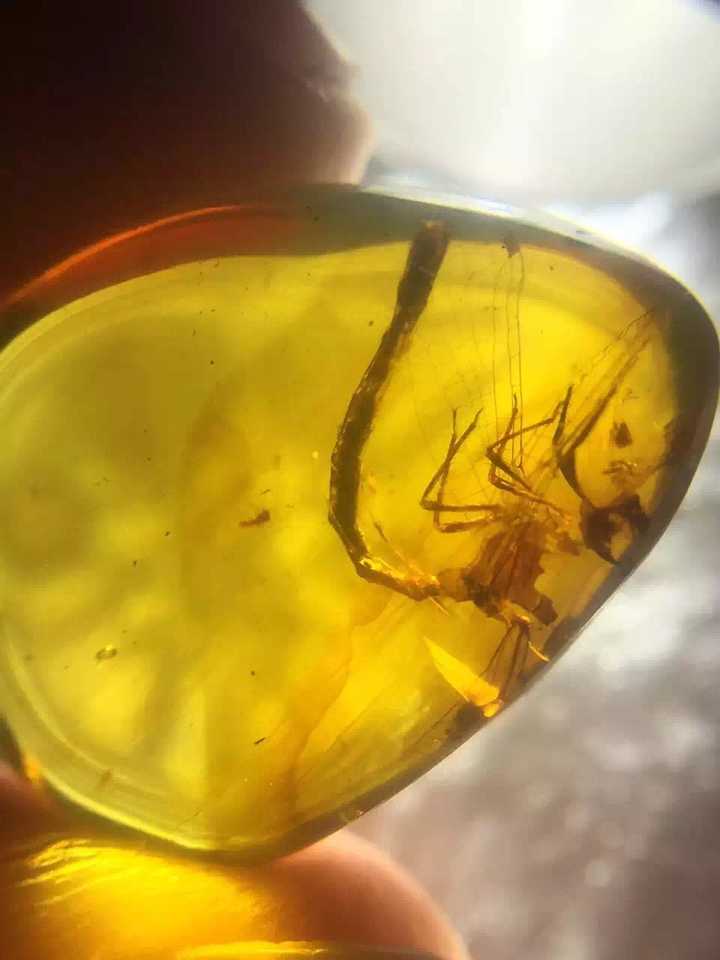 在琥珀中发现的雏鸟化石有何科学价值?