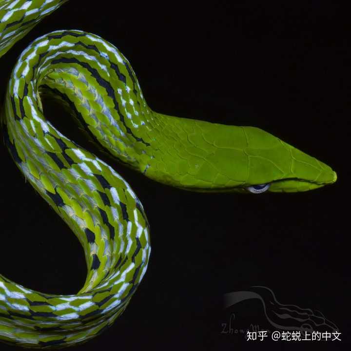 绿瘦蛇,无毒