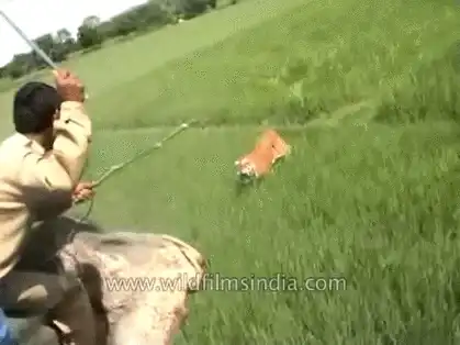 动图封面