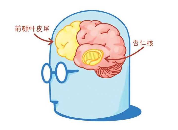 前额叶的功能是什么？ - 知乎