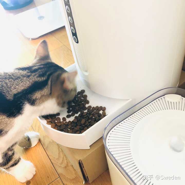 有哪些好用的宠物自动喂食器 知乎 有哪些好用的宠物自动喂食器 知乎