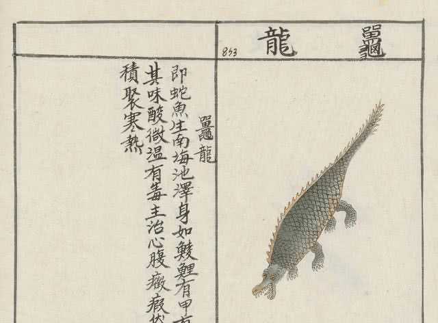 鼍龙,《中国药用本草》,清朝