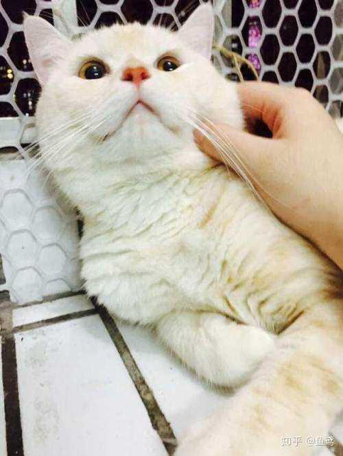 目测乳白英短,如图