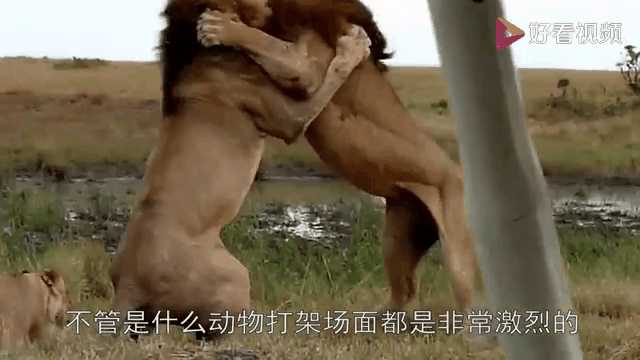 动图封面