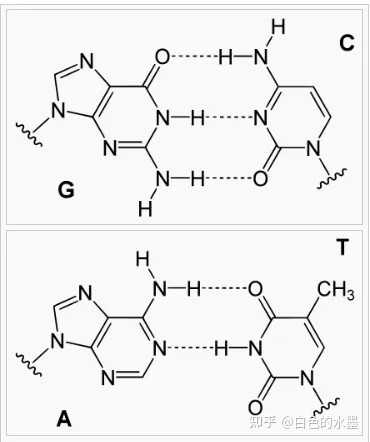 DNA 碱基对是如何进行配对的? - 知乎