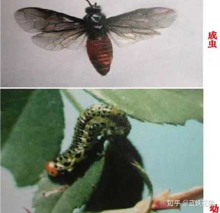 月季叶子被一排排小青虫啃了怎么办 月季嫩叶子被虫啃了 二安网