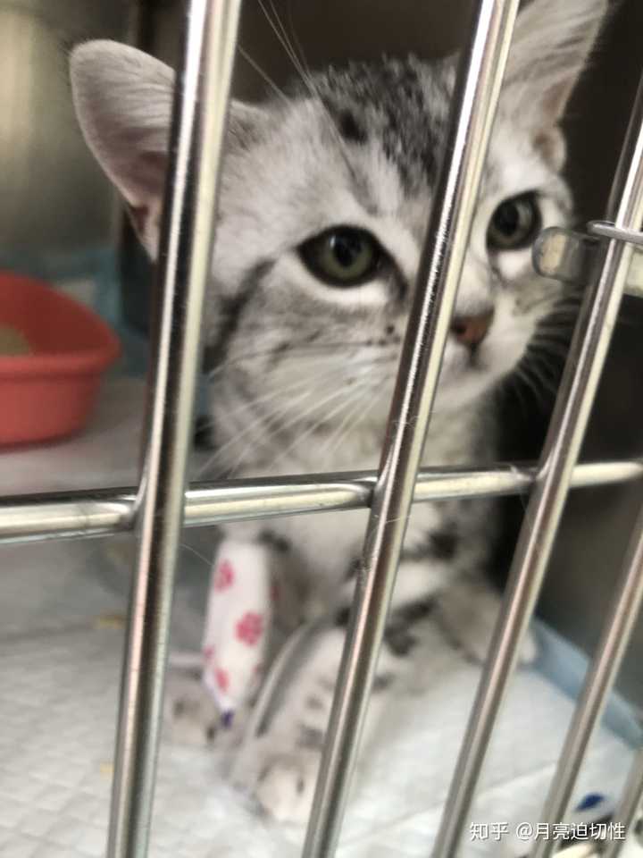 猫瘟真的必死吗 为啥我看知乎上有治好的概率 但是我认识的一个人一直告诉我猫瘟一天必死 知乎 猫瘟真的必死吗 为啥我看知乎上有治好的概率 但是我认识的一个人一直告诉我猫瘟一天必死 知乎