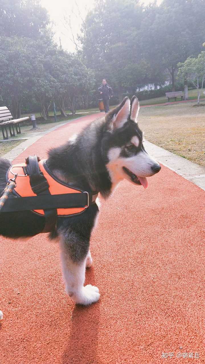 什么时候你真的很心疼一只狗 知乎 什么时候你真的很心疼一只狗 知乎