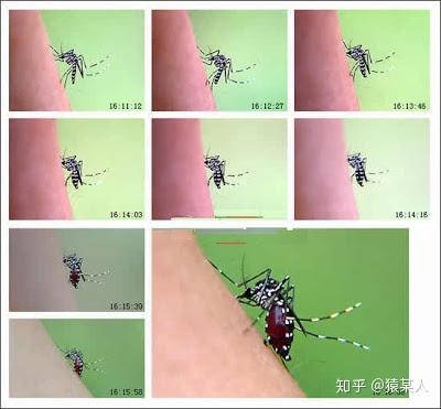 只切掉蚊子的全部腿,而不破坏蚊子其他身体部分,蚊子还能飞起来么?