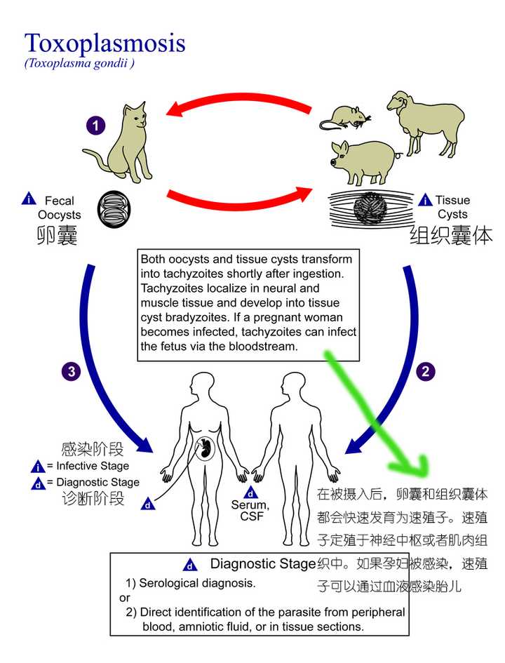 養貓會感染弓形蟲嗎?