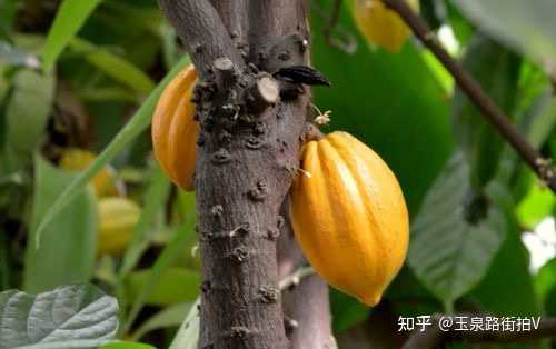 可可果的营养价值如何？ - 知乎