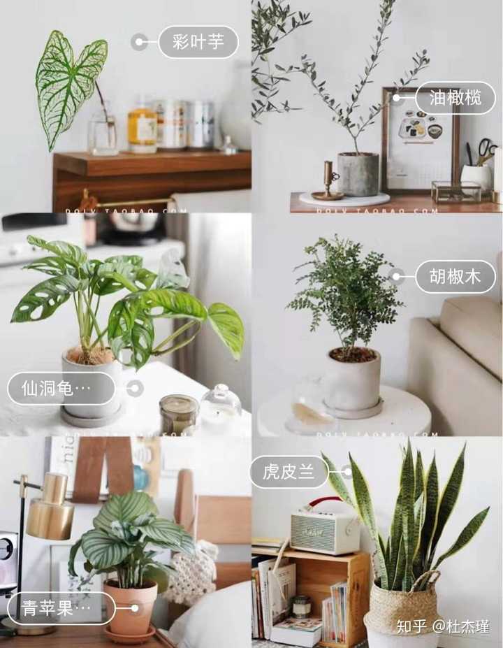 淘宝上买过什么室内盆栽逼格高价位低的 知乎