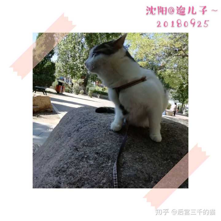 为什么不用遛猫？ 知乎 5974