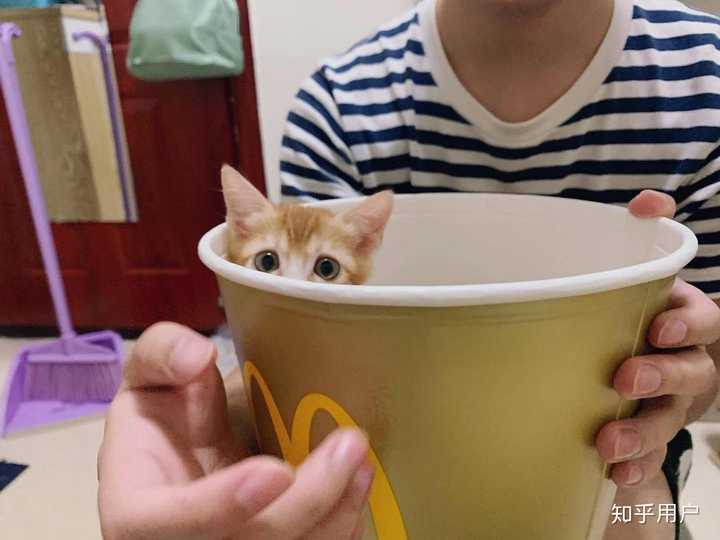 跟猫对视猫会有什么反应 知乎