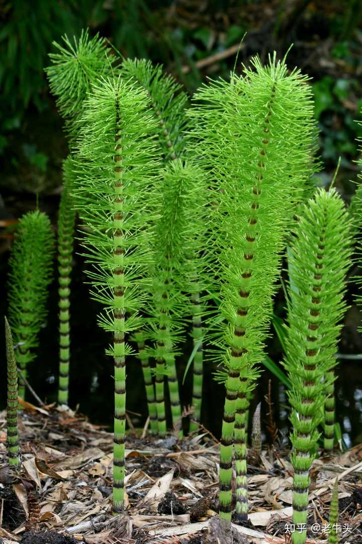 植物是怎么分类的? - 知乎