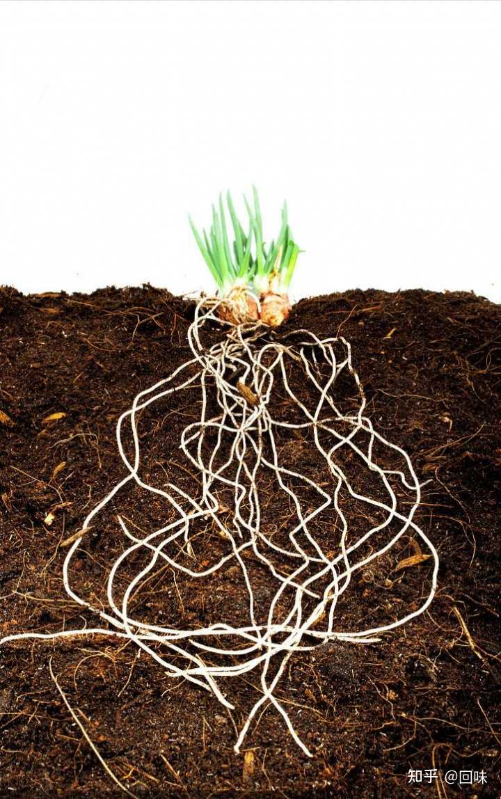 植物的根部如何适应不同环境? - 知乎
