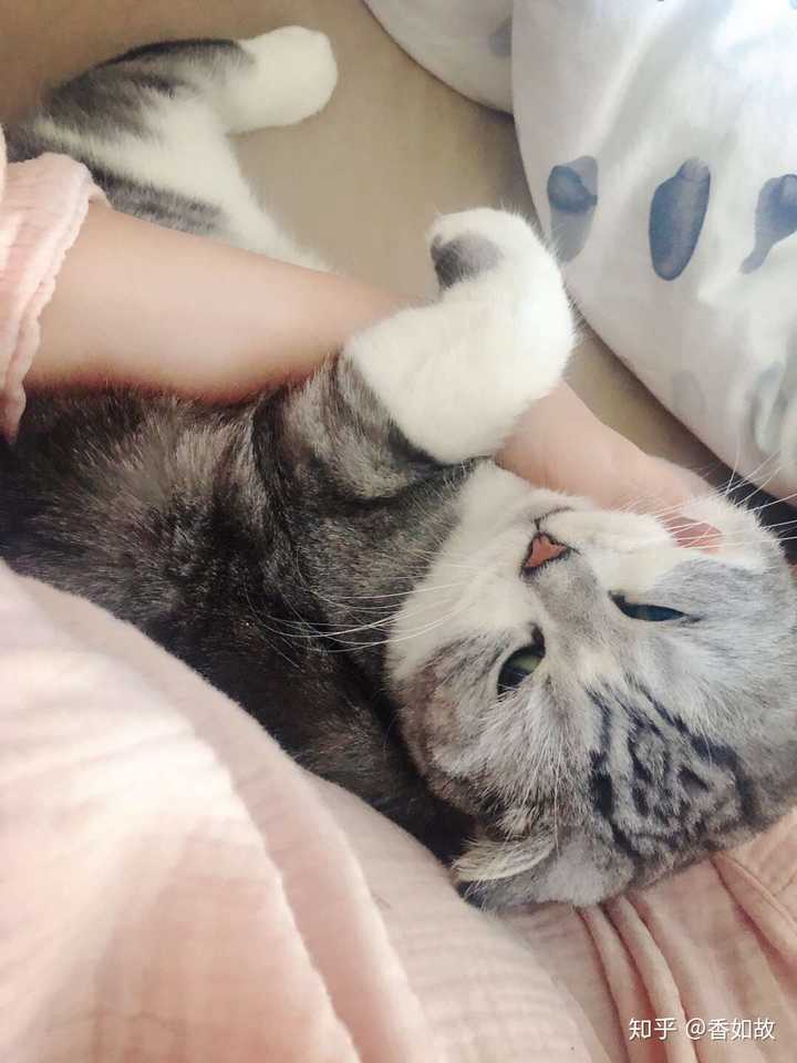 猫咪去世后 如何让自己不那么难过 知乎