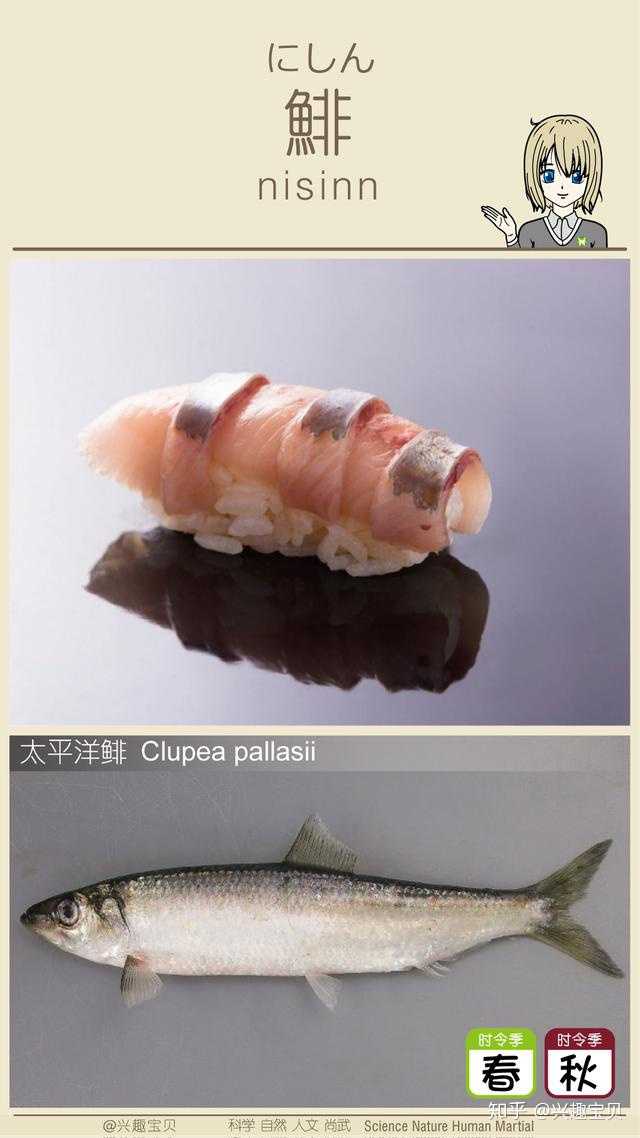 日本寿司一般会用到什么鱼 刺身的话除了三文鱼还有什么比较出名的鱼种供选用 知乎 日本寿司一般会用到什么鱼 刺身的话除了三文鱼还有什么比较出名的鱼种供选用 知乎