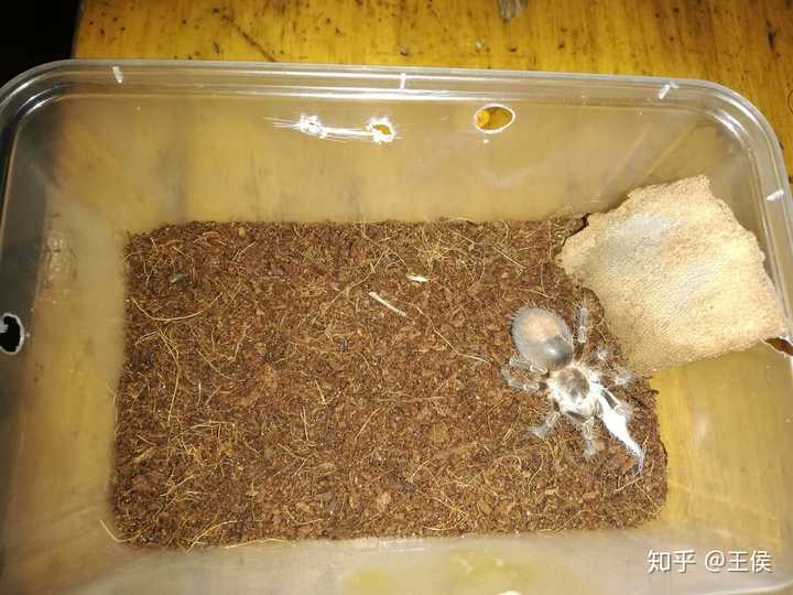 请问,巴西巨人金直间母体.5cm,如何饲养.