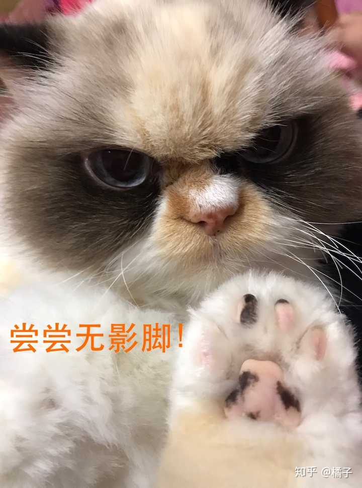 把猫的胡子剪了 会对猫有什么影响 知乎 把猫的胡子剪了 会对猫有什么影响 知乎