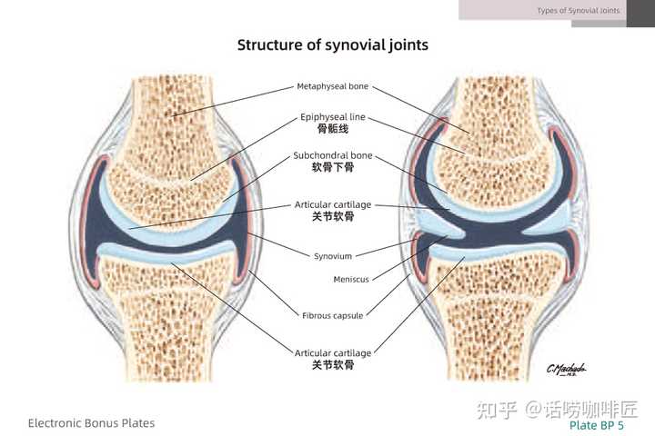 骨骺线闭合之后，还可以通过运动刺激软骨增殖吗？ - 知乎