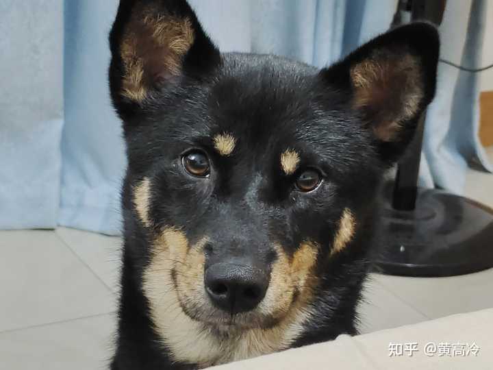 如何挑选四眼铁包金铁包银田园犬？ - 知乎