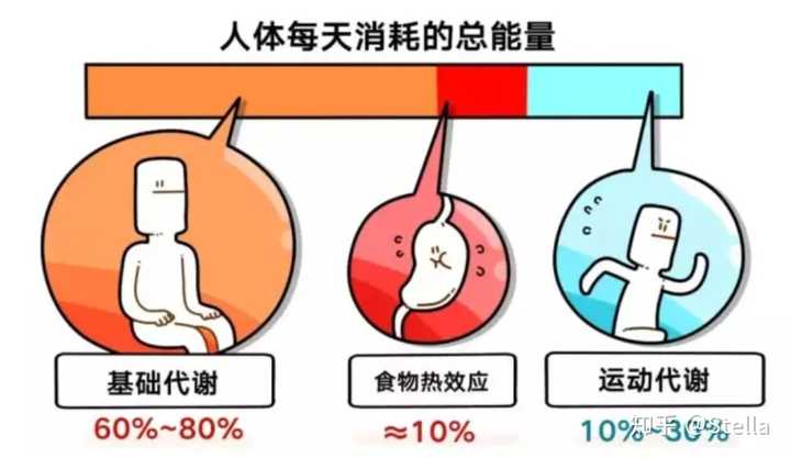 苦逼的是训练才占比你总能量消耗的10%~30%