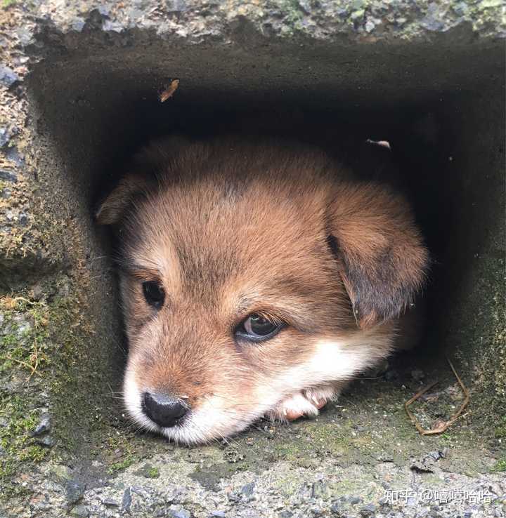 中华田园犬的颜值可以多高 知乎