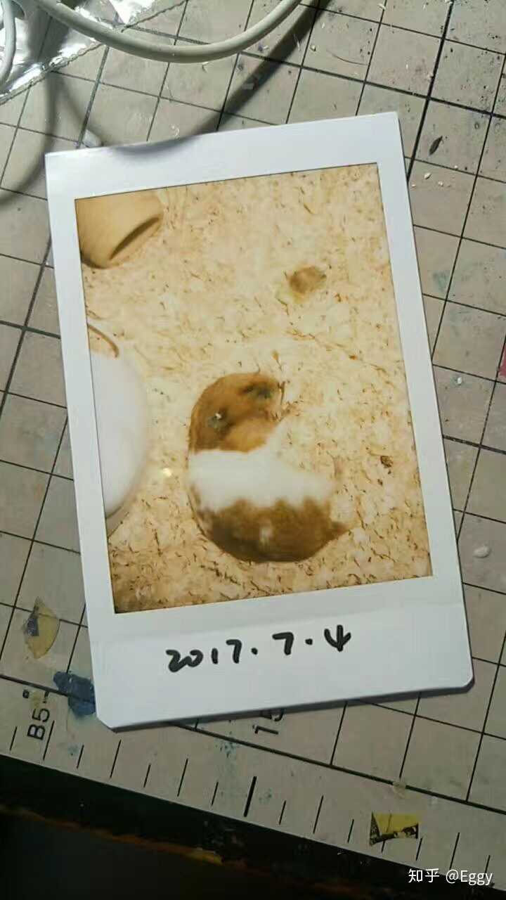 当年还年少 第一次养仓鼠 也不做什么功课 怕一只太孤单 就买了俩