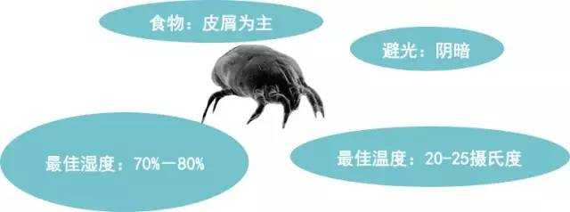 如何高效除螨? - 知乎