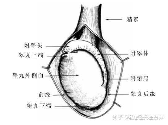 睾丸一高一低正常吗 睾丸一高一低相差太多 睾丸下垂松弛怎么回事