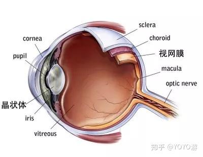 视网膜10层图片