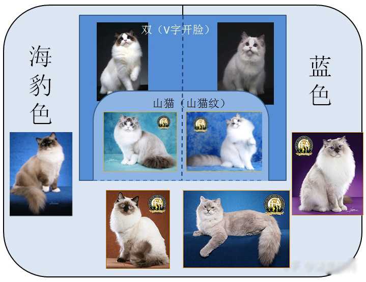 布偶猫的颜色分海豹 山猫纹 重点色 还有什么 他们分别怎么定义 知乎