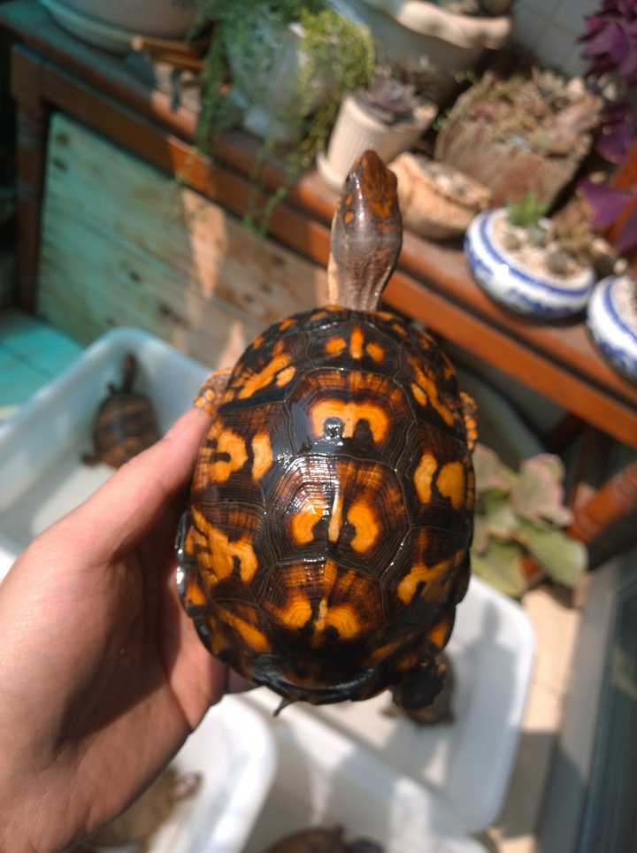 因为图片不够全面,具体是东部箱龟还是三趾箱龟还是湾岸箱龟,或者他们