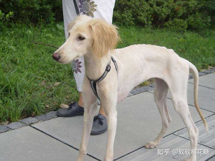 为什么中国细犬数量稀有? - 知乎