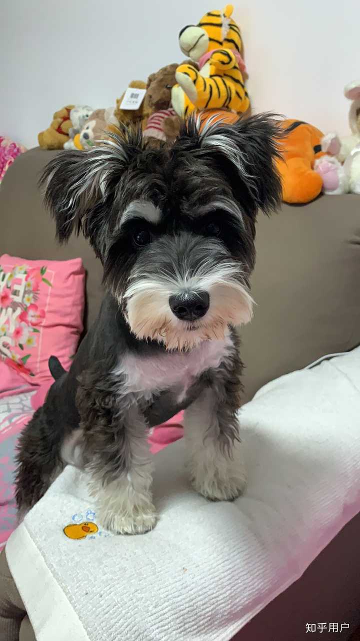 为什么很少有人喜欢雪纳瑞?