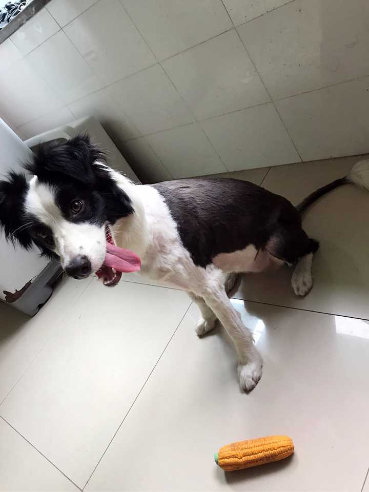 动物剃毛后会伤心吗?