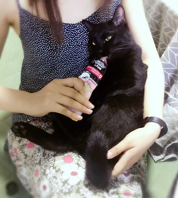 从奶猫开始养是什么样的体验 知乎