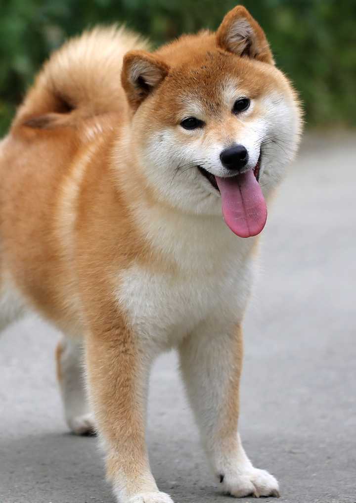 想养一只柴犬,可是不知道买公的还是母的,还有需要注意些什么呢?