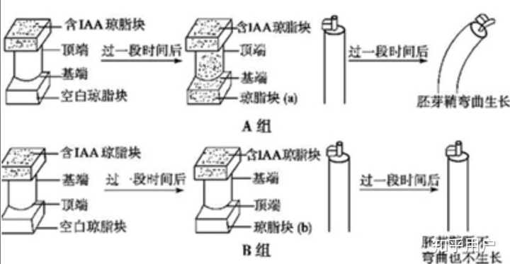 形态学顶端和形态学基端与形态学上端和形态学下端是什么? - 知乎