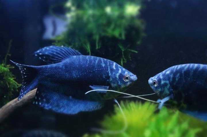 为什么同一个缸里的曼龙鱼颜色差距这么大该怎么办ps