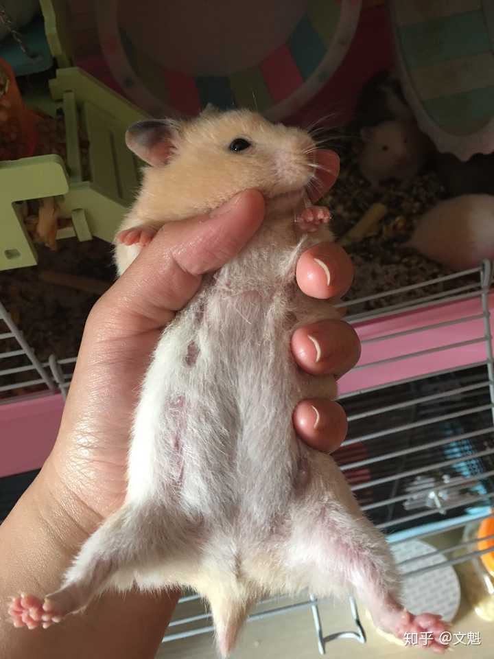 想问问我的仓鼠眼睛凸吗?