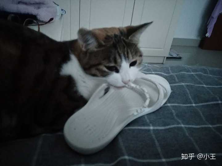 猫为什么会咬拖鞋?