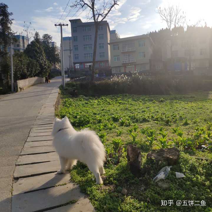 萨摩耶是个什么样的狗子 知乎