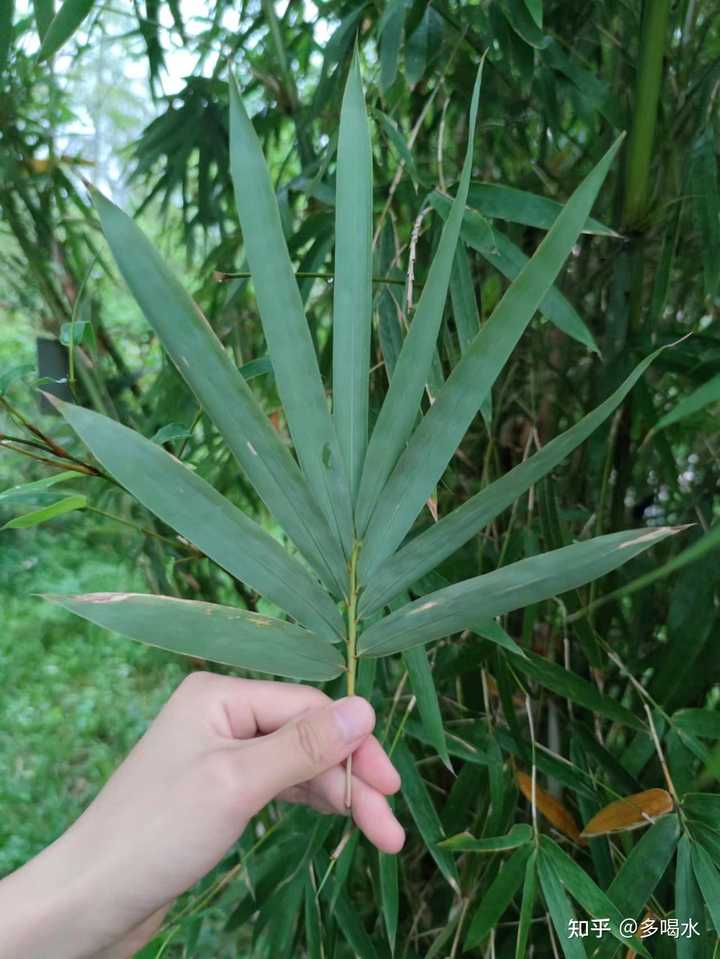 竹类有哪些种类孝顺竹? - 知乎