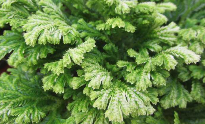 谁知道这两盆花都叫什么啊?