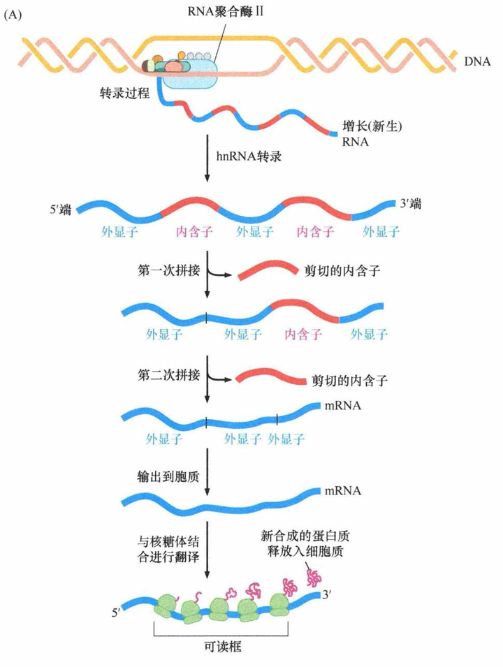 RNA 有什么作用,是什么物质? - 知乎