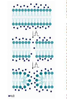 电穿孔的理论机制与模型？ 知乎