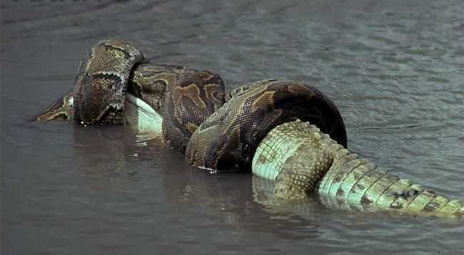尼罗鳄吃掉非洲岩蟒