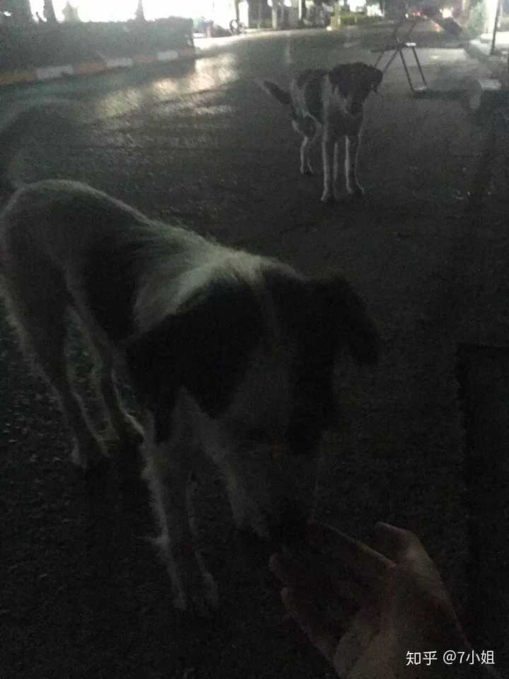 有哪些可以保护女孩子的狗 知乎